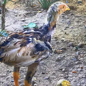 Дакан, Абдурахмони Джоми