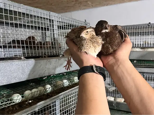 Тухми бедона селадон, Душанбе