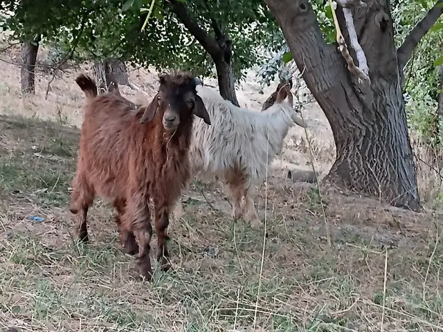 Буз, Файзобод