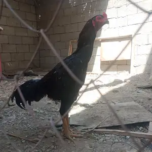 Даканхо, Канибадам