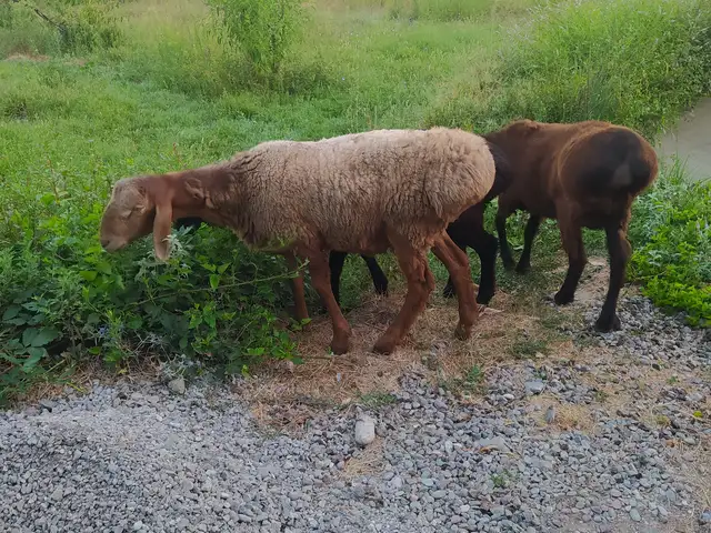 Гусфандон, Ҳисор