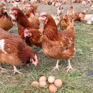Тухми ломан браун корейский, Худжанд