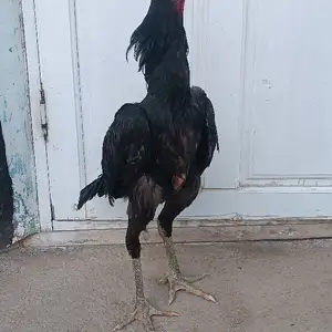 Мурги дакан, Хуҷанд