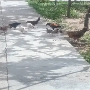 Мург бо чуча, Душанбе