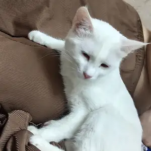 Кошка, Худжанд