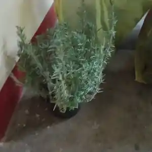 Лаванда, Душанбе