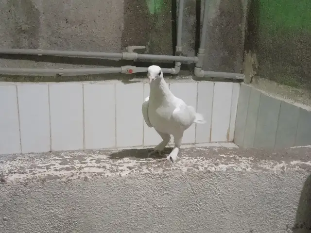 Кафтар, Варзоб