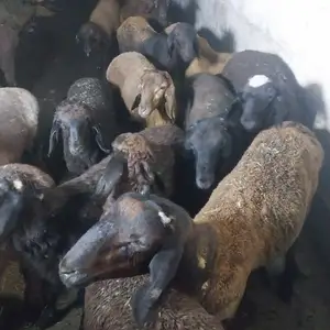 Баррахо, Душанбе
