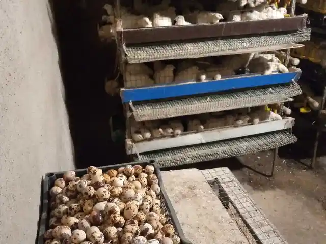 Тухми будана, Душанбе