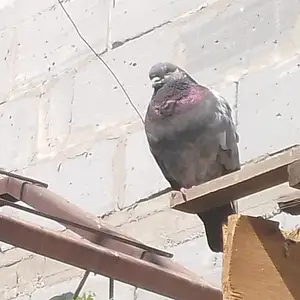 Кафтар, Душанбе
