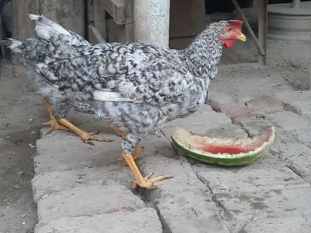 Хуруси доминант, Худжанд