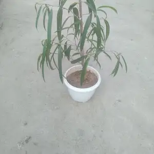 Фикус али, Душанбе