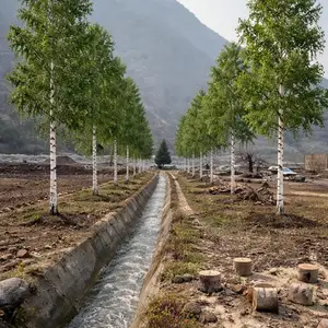 Берёза, Душанбе