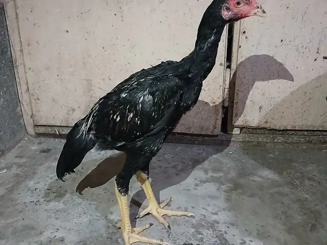 Дакан, Худжанд