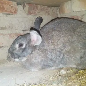 Харгӯши буғуз, Вахдат