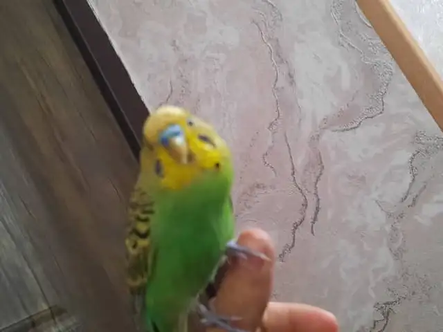 Попугай, Душанбе