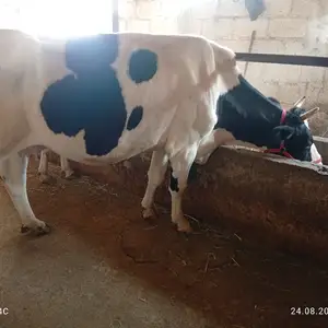 Гуночин, Вахдат