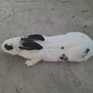 Кролик, Душанбе