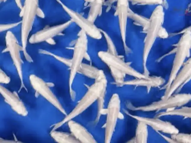 Рыбы Carp Koi, Хуҷанд