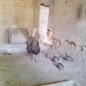 Индюк бо чучахояш, Душанбе