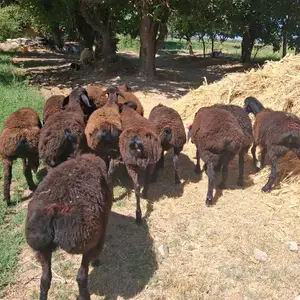 Гусфанд, Худжанд
