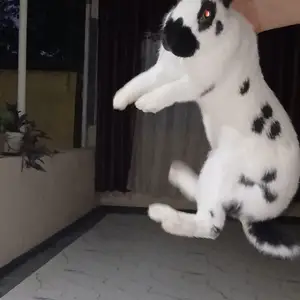 Кролик стракач, Душанбе