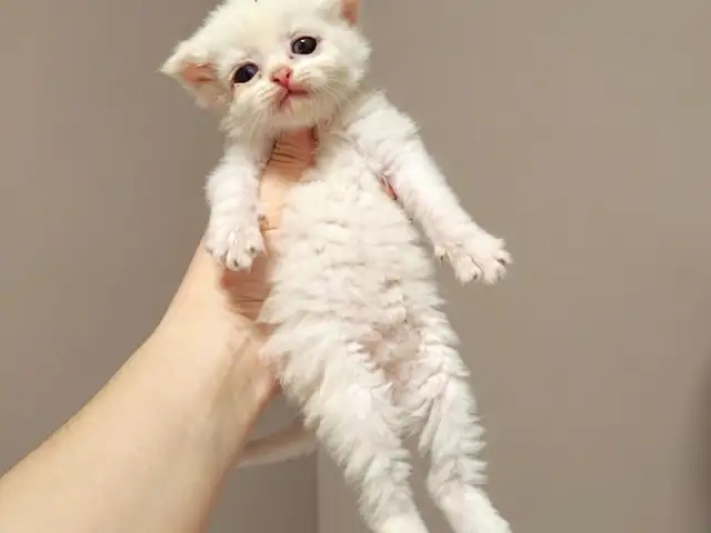 Шотландские котята, Душанбе - 2