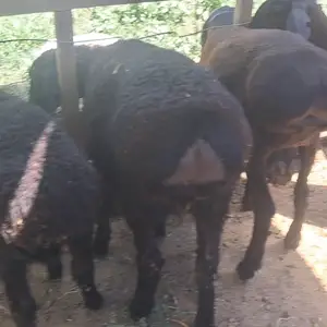 Баррачахо, Душанбе