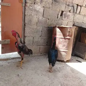 Дакан Бо мокиен, Душанбе
