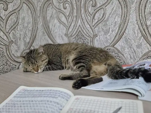 Кот, Душанбе