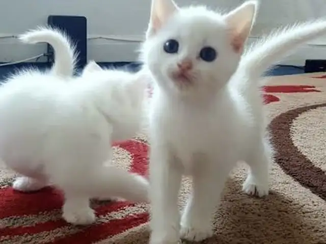 Шотландские котята, Хуҷанд