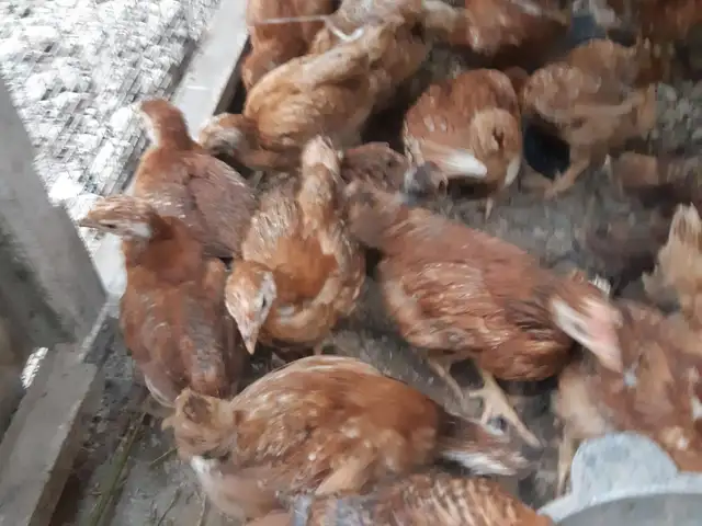 Чучаи ломан Браун корейский, Джаббор Расулов
