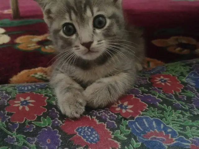 Котенок, Хуҷанд