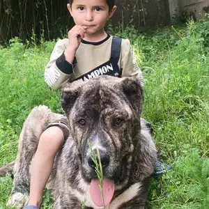 Саги алабай, Душанбе