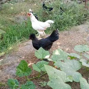 Мург, Душанбе