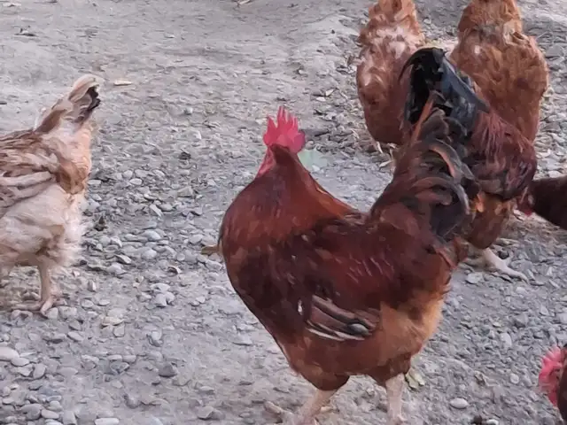 Хурус, Худжанд