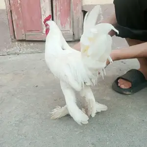 Хурус, Душанбе