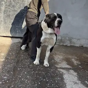Саги Алабай, Душанбе