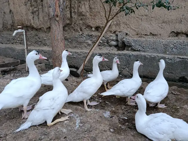 Индоутка, Ҷаббор Расулов