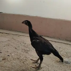 Дакан, Турсунзаде