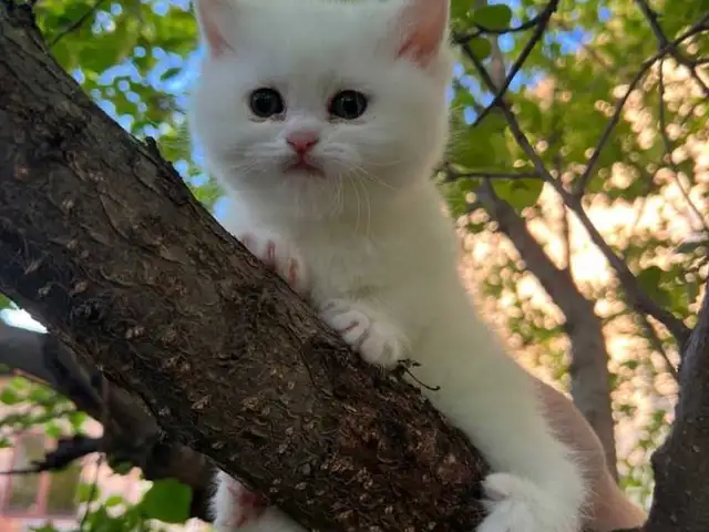 Кошка британской породы, Душанбе