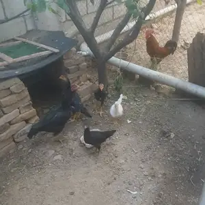 Мурғҳои хонаги, Нурек