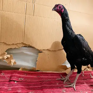 Мокиён дакан, Вахдат