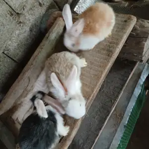 Крольчата, Душанбе