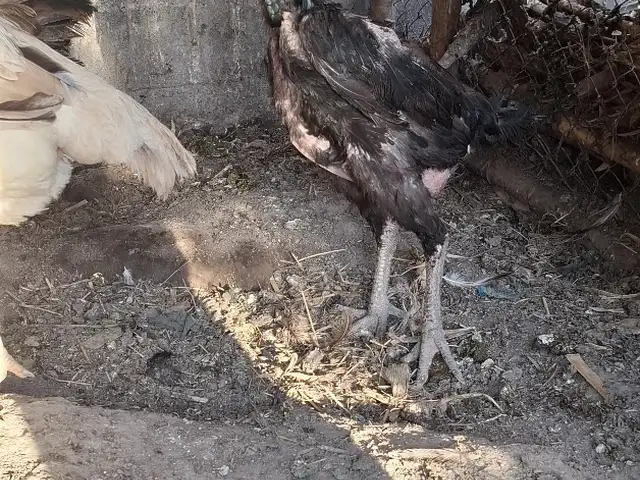 Мокиёнҳо, Кушониён (Бохтар)