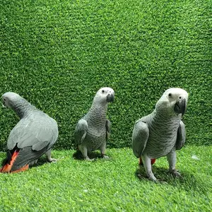 Попугай Жако, Душанбе