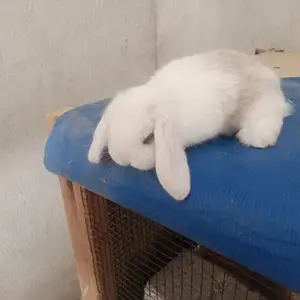 Кролик Французский баран, Душанбе