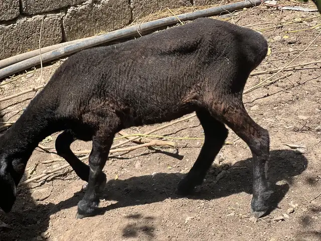 Баран, Душанбе
