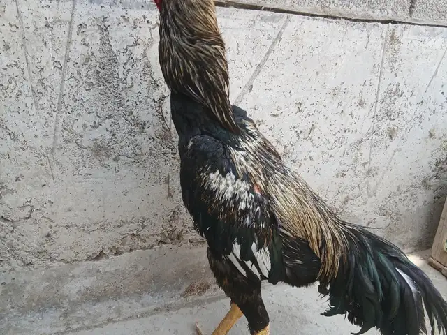 Дакан, Худжанд