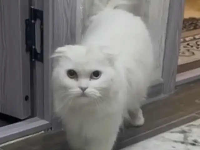 Кот Highland Fold шотландская на вязку, Хуҷанд